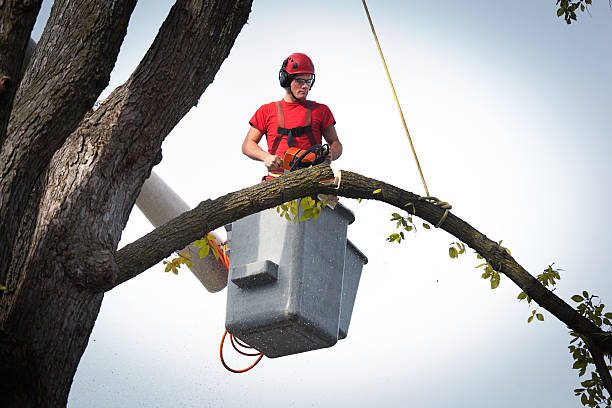 Best Tree Removal Contractors  in Three Lakes, WA